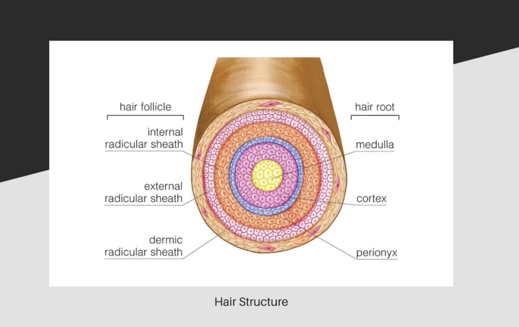 The structure of human hair