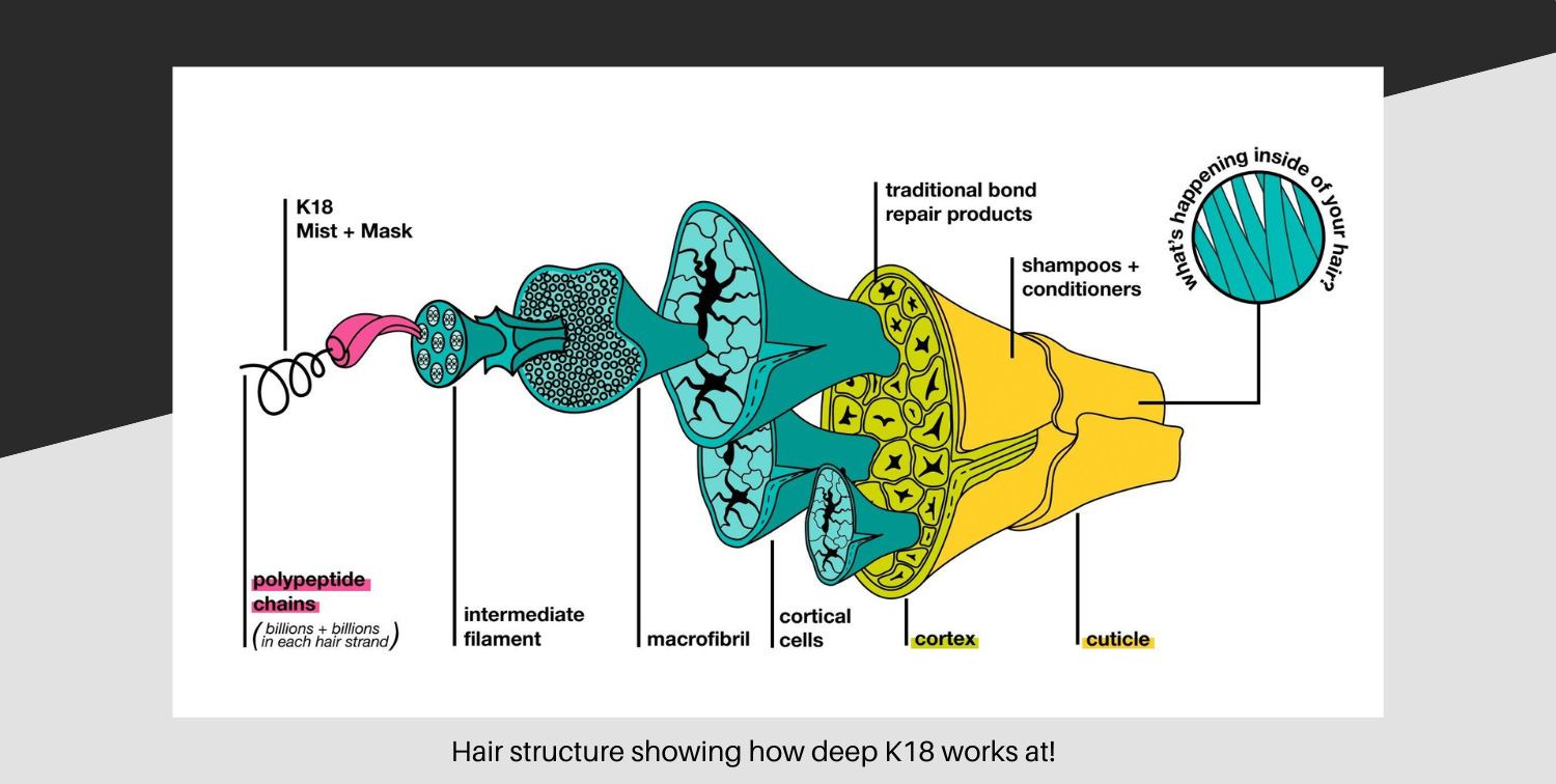 Diagram showing how K18 repairs hair structure