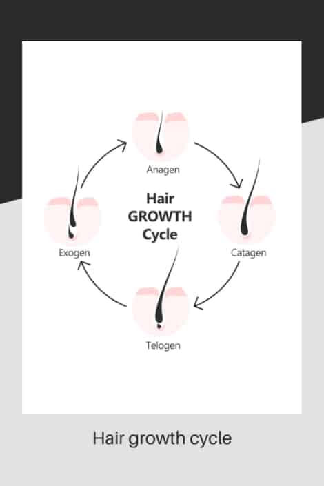 The Hair growth cycle