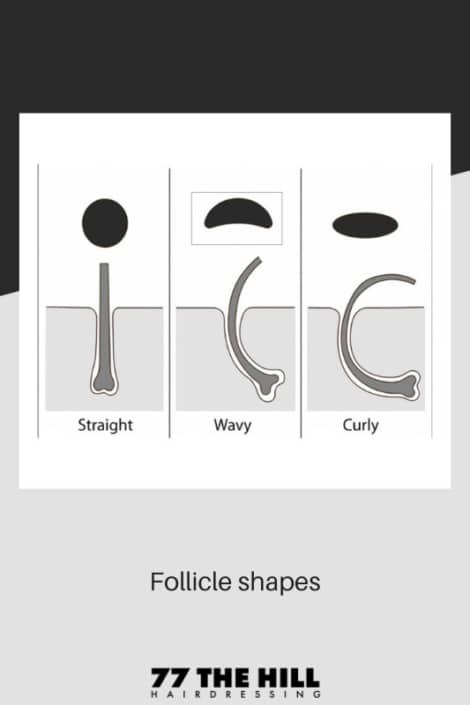 The three different hair follicle shapes as a diagram